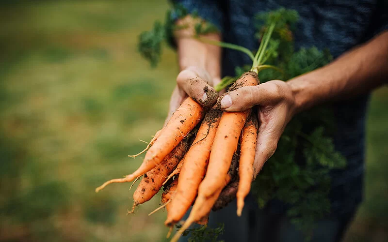 Ein Mensch hält frisch geerntete Karotten in den Händen.