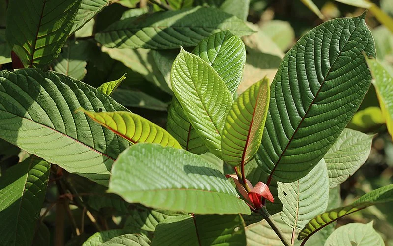 Nahaufnahme der Blätter eines Kratombaums.