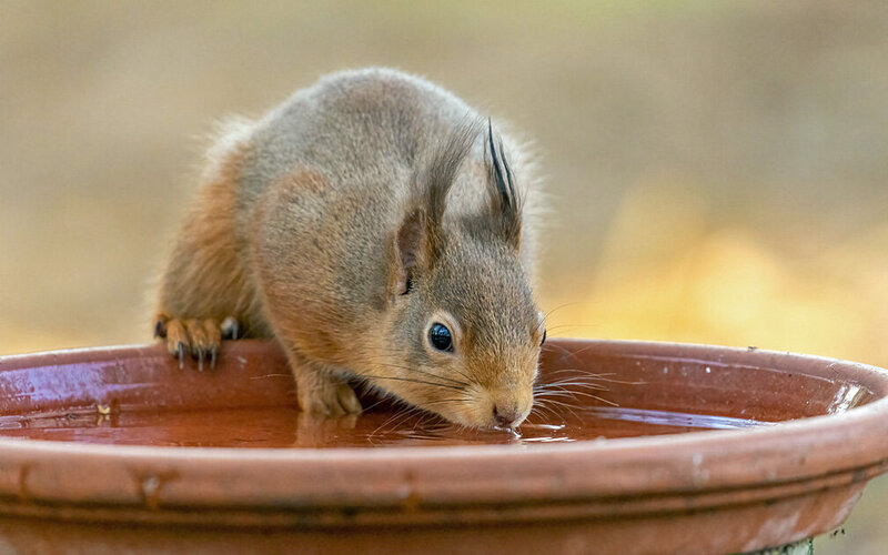Ein Eichhörnchen trinkt Wasser aus einer kleinen Tontopfschale.