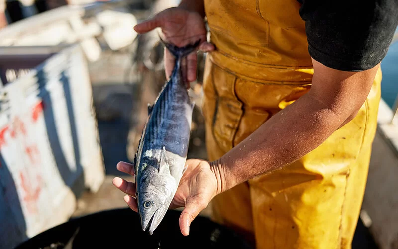 Ein Mann hält einen gefangenen Fisch in den Händen.