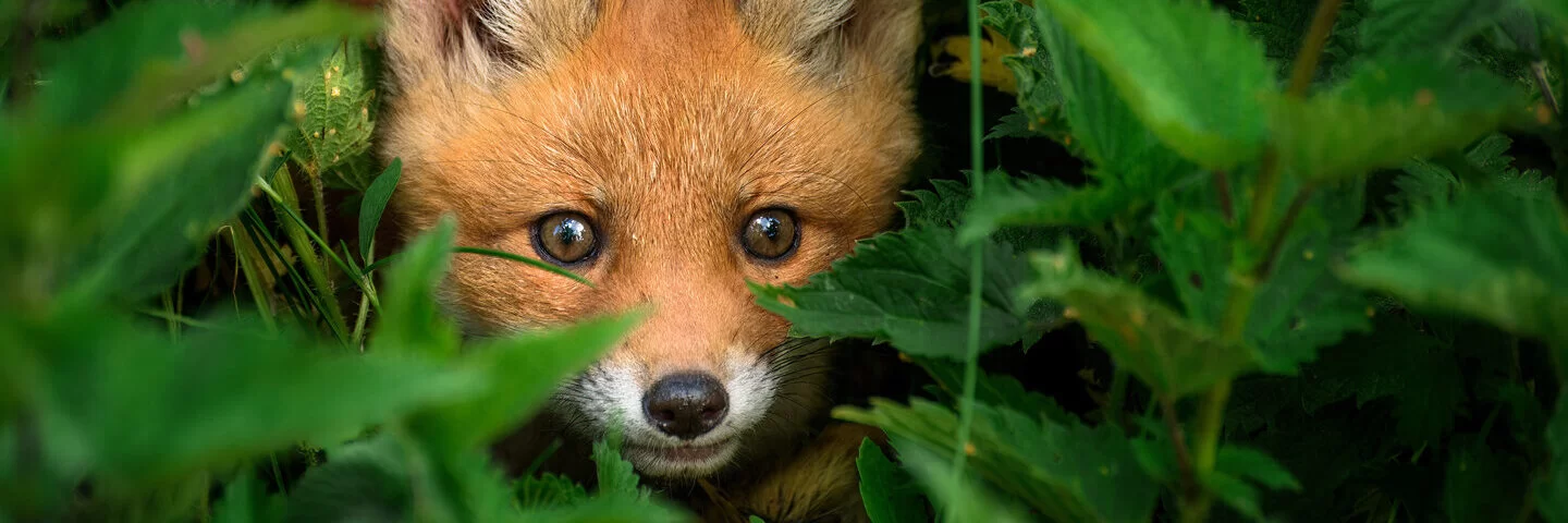 Ein kleiner Fuchs versteckt sich im Gebüsch. Der Fuchsbandwurm befällt in erster Linie Füchse.