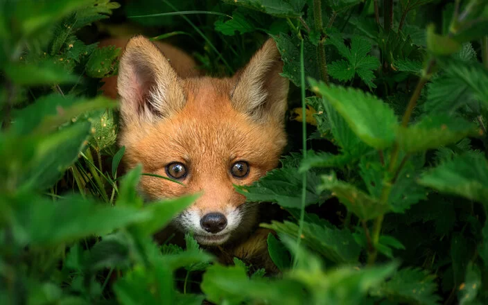 Ein kleiner Fuchs versteckt sich im Gebüsch. Der Fuchsbandwurm befällt in erster Linie Füchse.