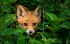 Ein kleiner Fuchs versteckt sich im Gebüsch. Der Fuchsbandwurm befällt in erster Linie Füchse.