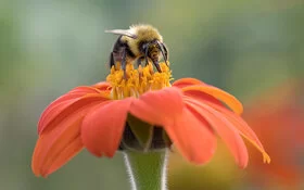 Eine Hummel sitzt auf den Staubblättern einer orangefarbenen Blüte und saugt mit ausgestrecktem Rüssel Nektar.