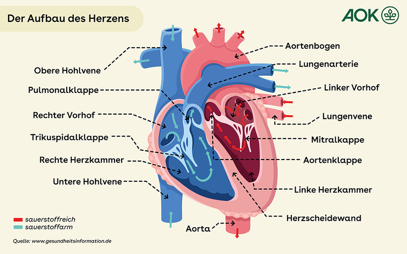 Grafik Anatomie des Herzens.