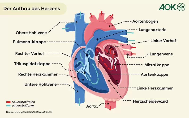 Grafik Anatomie des Herzens.