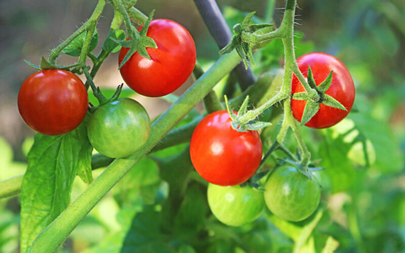An einem Tomatenstrauch hängen rote und grüne Tomaten.