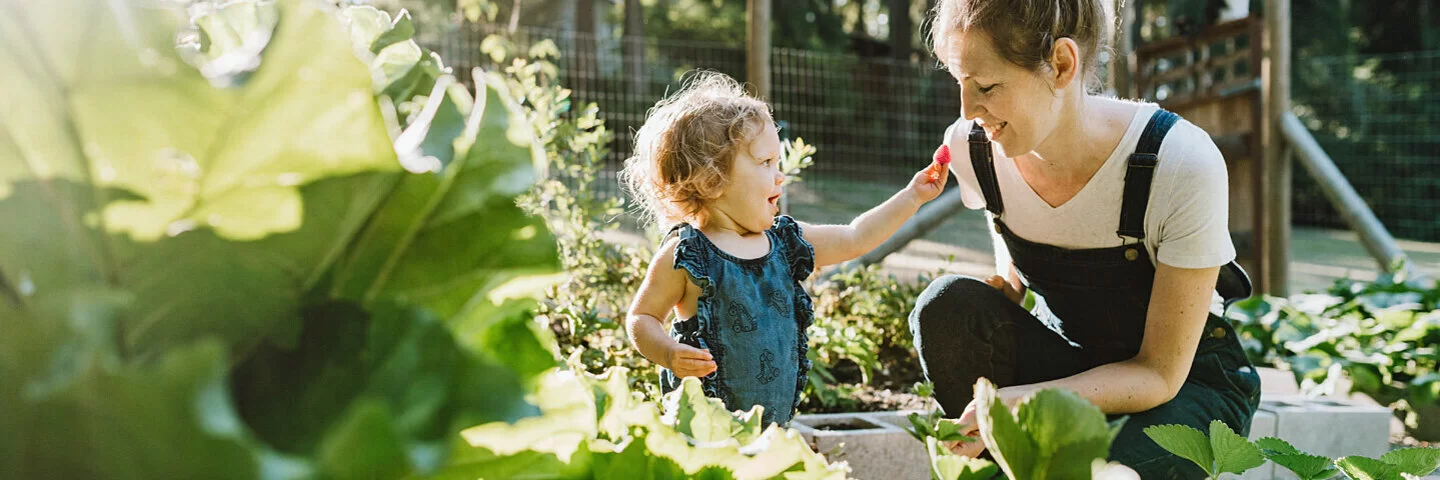 Kleines Kind und Mutter ernten frische Erdbeeren aus dem eigenen Garten.