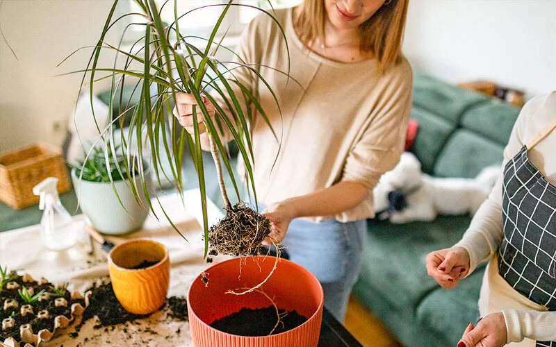 Der Drachenbaum hat luftreinigende Eigenschaften.