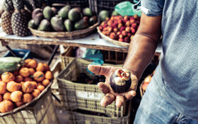 Ein Mann an einem Marktstand hält eine geschlossene Mangostan in der Hand.