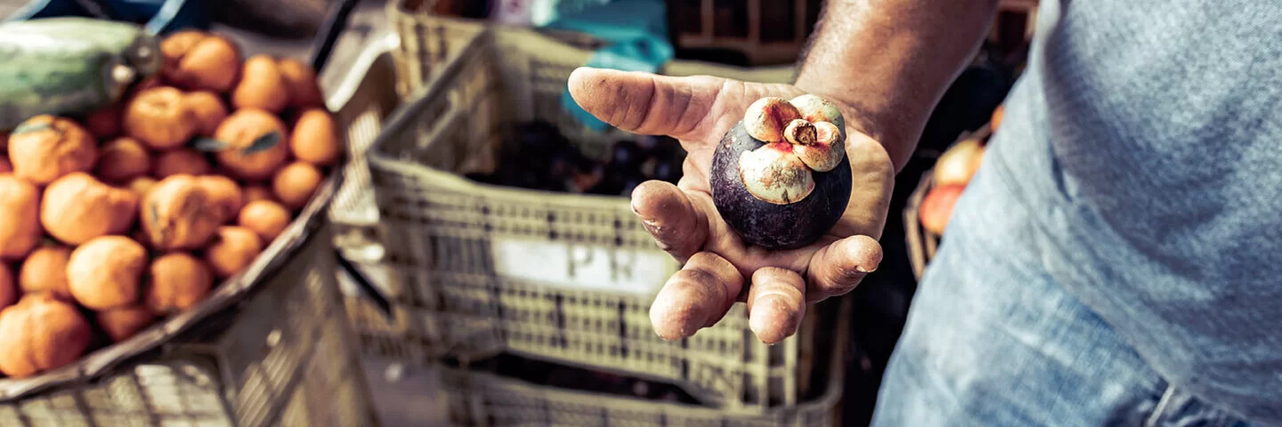 Ein Mann an einem Marktstand hält eine geschlossene Mangostan in der Hand.