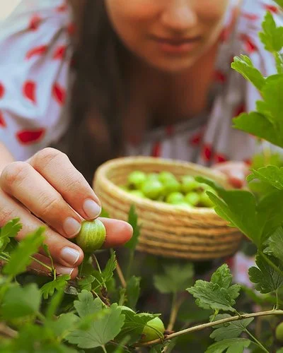 Nahaufnahme einer Hand mit einer frischgepflückten Stachelbeere.