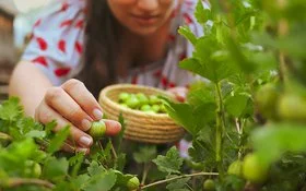 Nahaufnahme einer Hand mit einer frischgepflückten Stachelbeere.