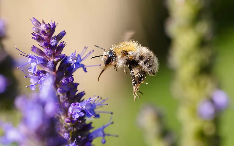 Eine Wildbiene schwebt vor einer violetten Blüte und ist mit Pollen bedeckt. Der Hintergrund ist grünlich.
