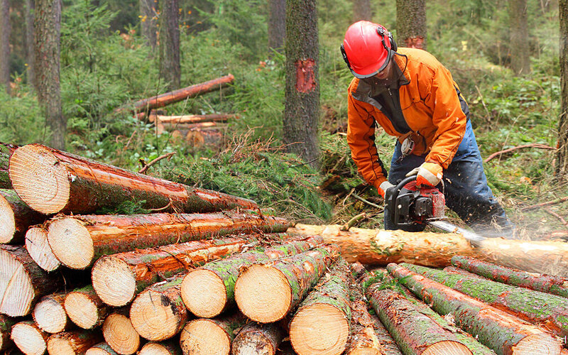 Waldarbeiter zersägt Holz.