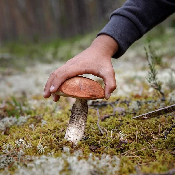 Ein Mann hält ein Messer und erntet einen Pilz im Wald.