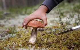 Ein Mann hält ein Messer und erntet einen Pilz im Wald.