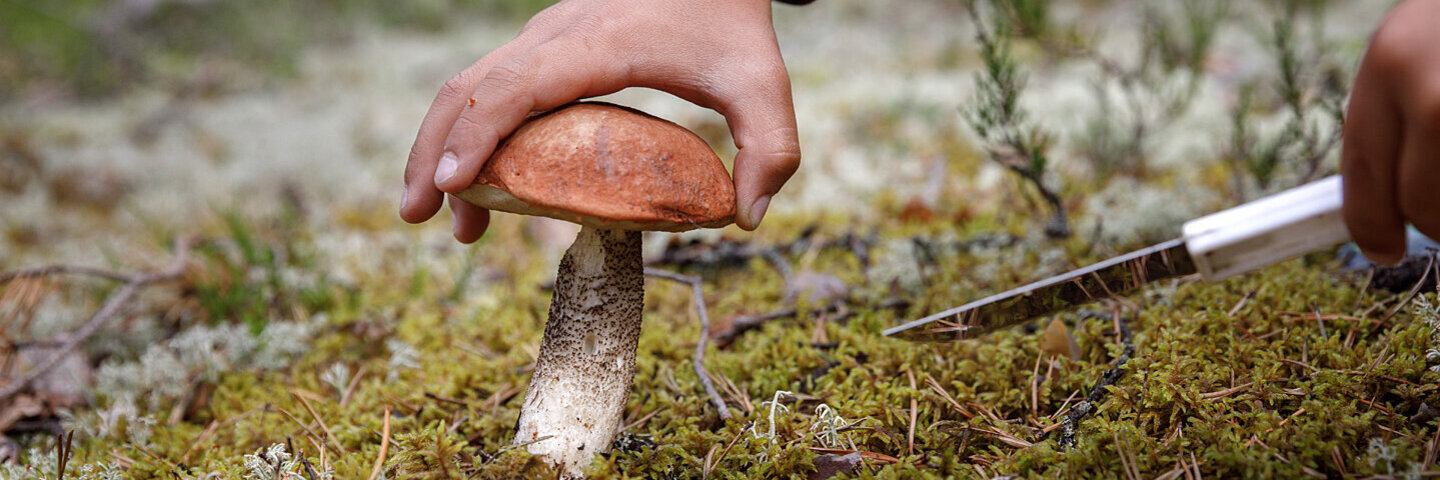 Ein Mann hält ein Messer und erntet einen Pilz im Wald.