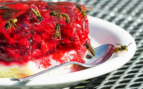 Mehrere Wespen sitzen auf einem Stück Beerenkuchen.