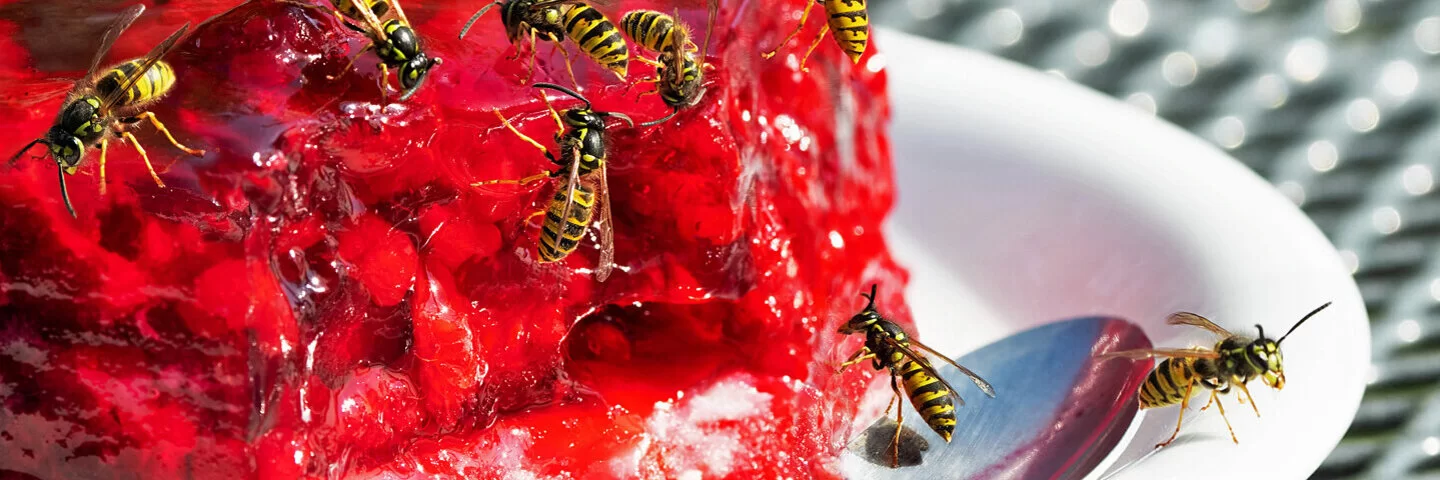 Mehrere Wespen sitzen auf einem Stück Beerenkuchen.