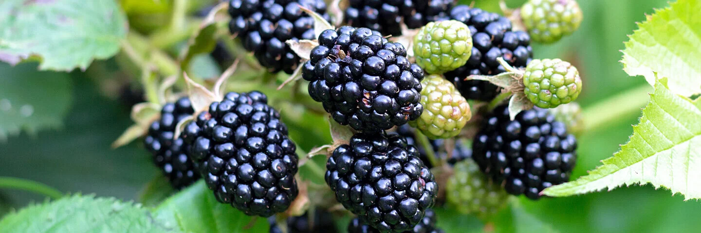 Reife glänzende Brombeeren an einem grünen Strauch.