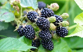 Reife glänzende Brombeeren an einem grünen Strauch.