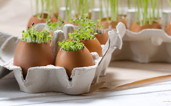 Aus bepflanzten Eierschalen in einem Eierkarton wächst Kresse.