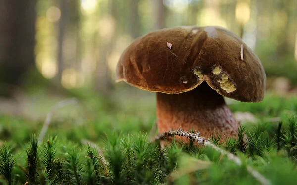 Pilz an einer Waldlichtung