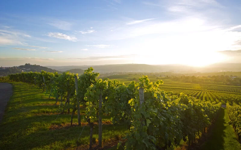 Sonnenaufgang mit Sonnenstrahlen in einem Weinberg mit grünem Laub.
