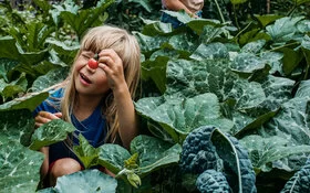 Ein Kind sitzt zwischen Zucchinipflanzen und erforscht eine Tomate.