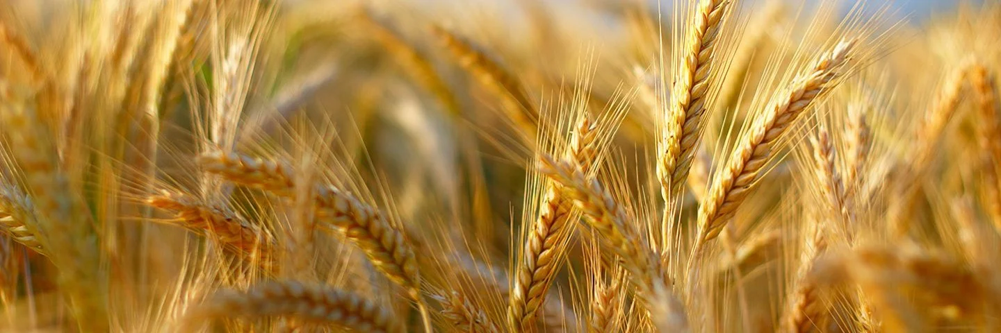 Nahaufnahme von Gerstenähren auf einem Feld.