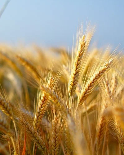 Nahaufnahme von Gerstenähren auf einem Feld.