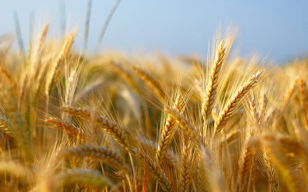 Nahaufnahme von Gerstenähren auf einem Feld.