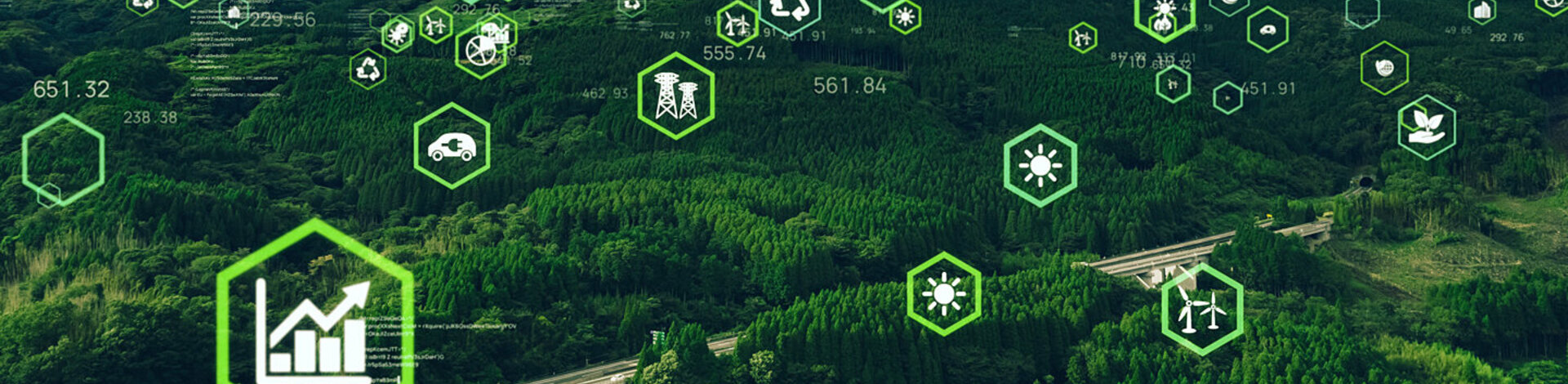 Man sieht einen Wald aus der Luft.