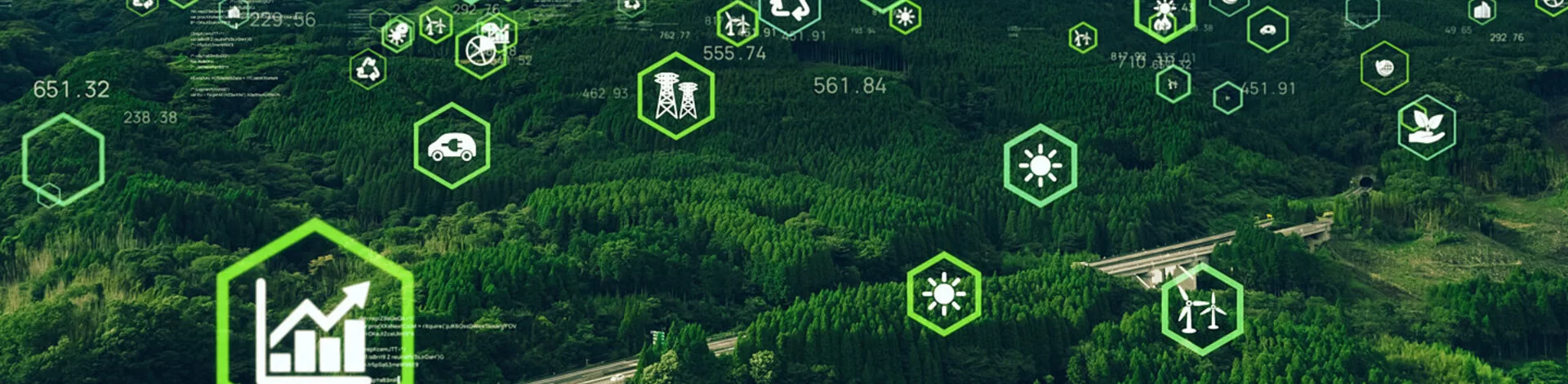Man sieht einen Wald aus der Luft.