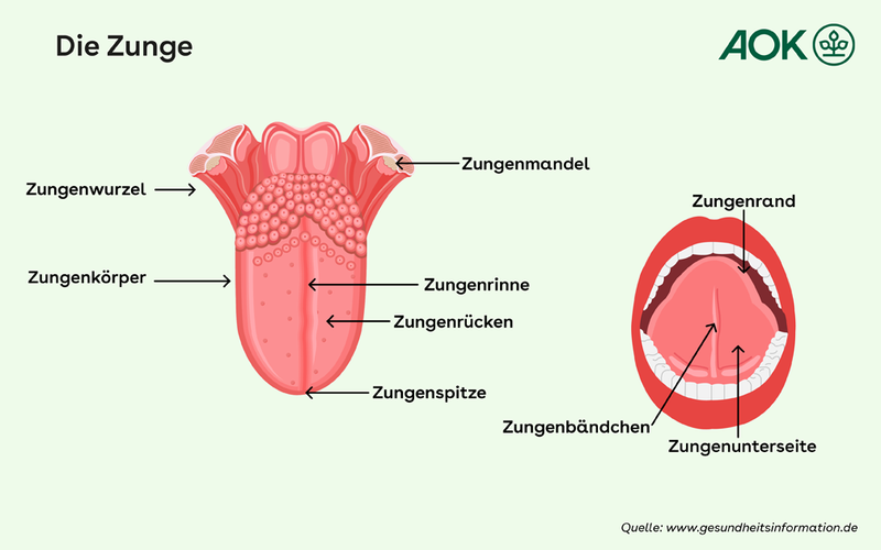 Der anatomische Aufbau der menschlichen Zunge.