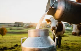 Auf einer Weide mit einer Kuh im Hintergrund füllt ein Bauer Milch aus einer kleinen in eine große Kanne.