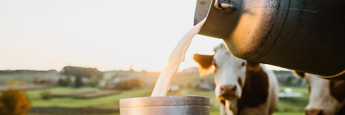 Auf einer Weide mit einer Kuh im Hintergrund füllt ein Bauer Milch aus einer kleinen in eine große Kanne.