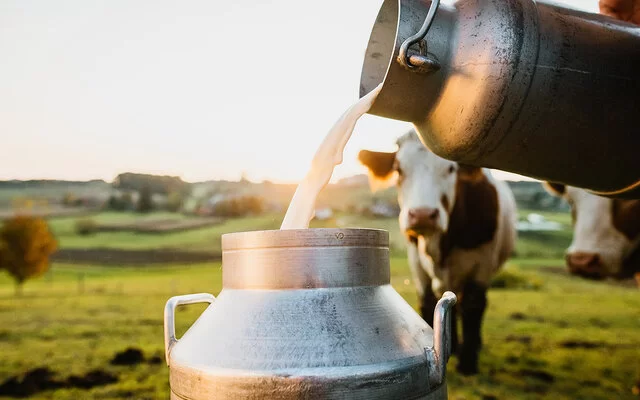 Auf einer Weide mit einer Kuh im Hintergrund füllt ein Bauer Milch aus einer kleinen in eine große Kanne.