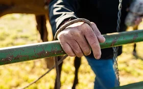 Die strapazierte, sehr trockene Hand eines nicht sichtbaren Mannes, der an einem Gatter steht und einen ledernen Führstrick hält.