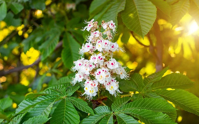 Zweig eines Rosskastanienbaums im Frühling. Aus den Blättern ragt ein Blütenstand mit weißen Kastanienblüten empor.