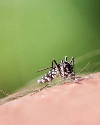 Eine Asiatische Tigermücke auf einer menschlichen Hand.