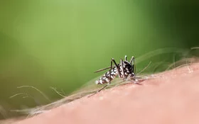 Eine Asiatische Tigermücke auf einer menschlichen Hand.