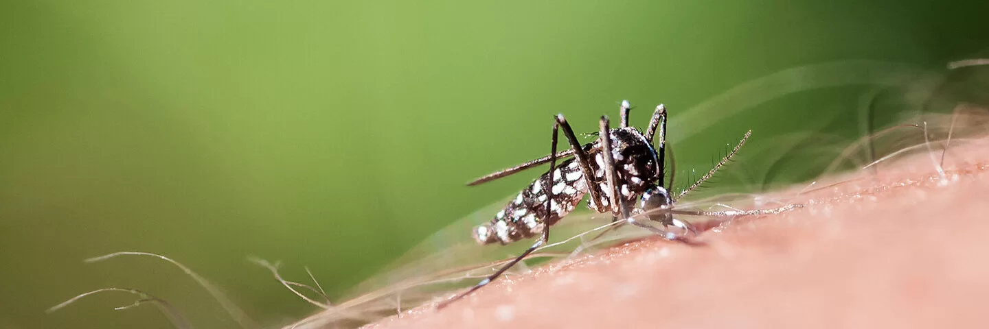 Eine Asiatische Tigermücke auf einer menschlichen Hand.