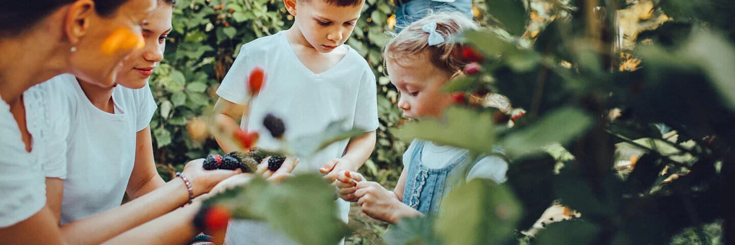 Eine Frau sammelt mit drei Kindern Beeren inmitten von Sträuchern.