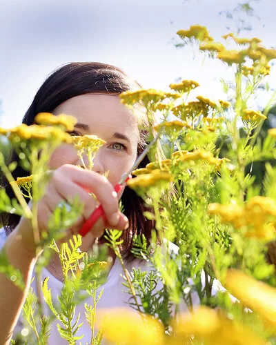 Eine Frau schneidet in der Natur gelbe Blüten von einer Pflanze ab.