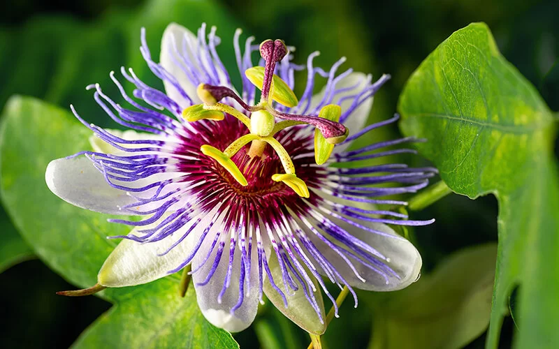 Nahaufnahme einer blühenden Passionsblume.