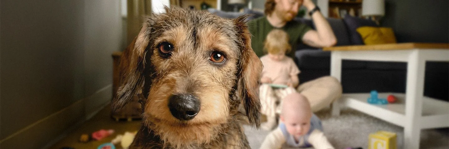 Ein Dackel guckt frontal in die Kamera und im Hintergrund ist in einem Wohnzimmer ein Vater mit zwei Kleinkindern zu sehen, die auf dem Fußboden spielen. 