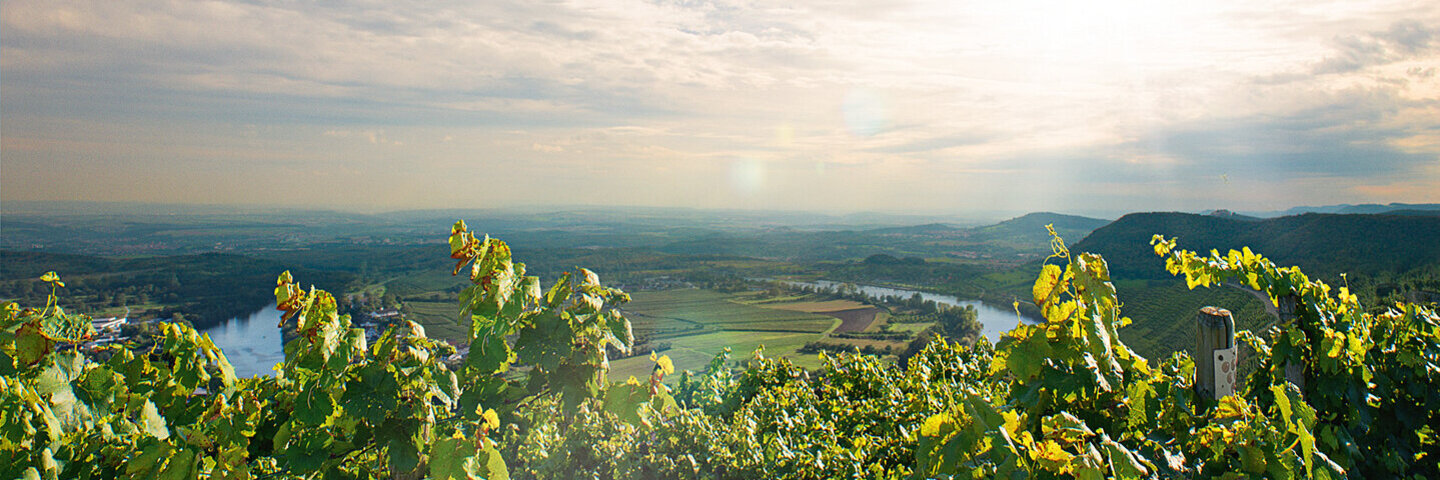 Blick von einem Weinberg ins Tal.