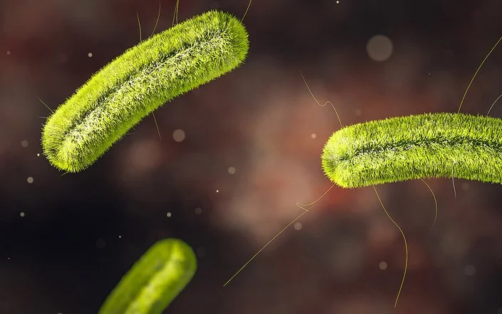 Mikroskopische Darstellung von stäbchenförmigen, grünen Listerien auf dunklem Hintergrund.